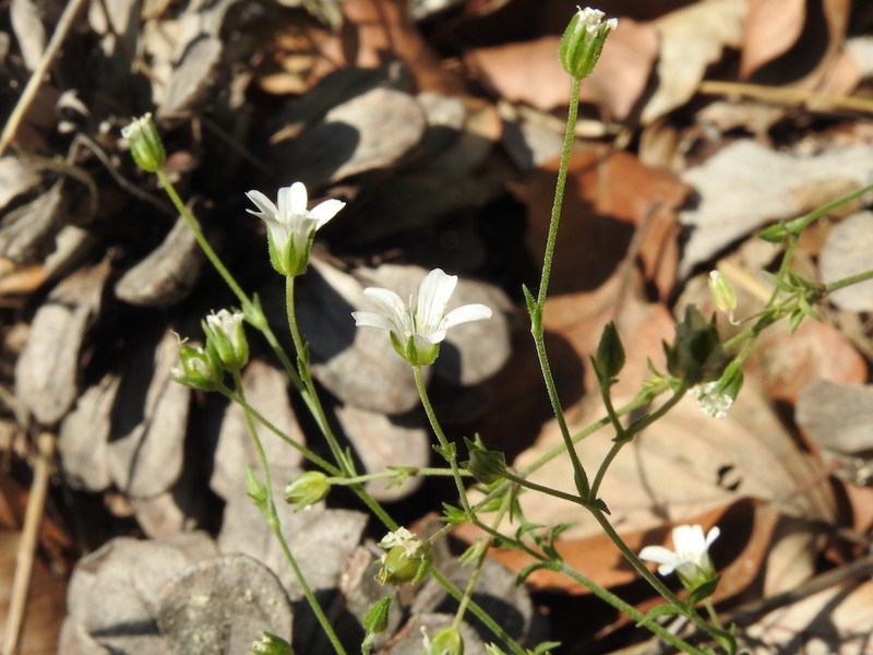 Arenaria cinerea photo 3