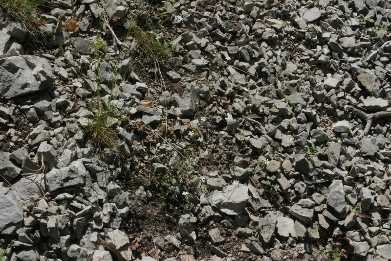 Arenaria cinerea photo 6