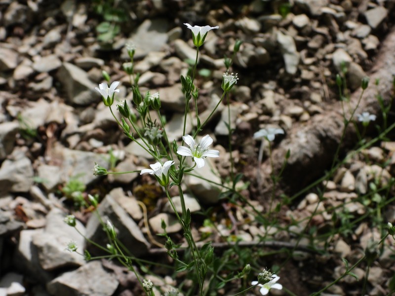 Arenaria cinerea photo 7