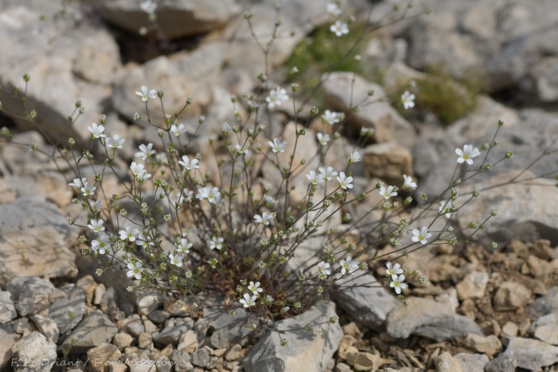 Arenaria cinerea photo 8