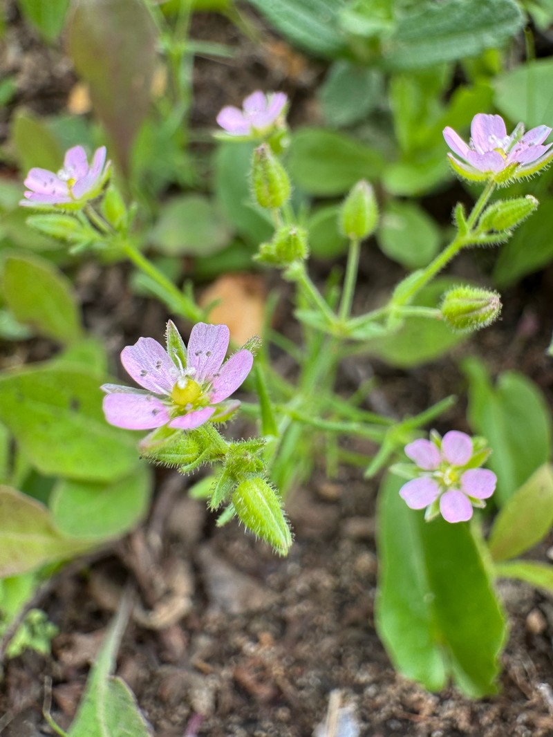 Arenaria conica