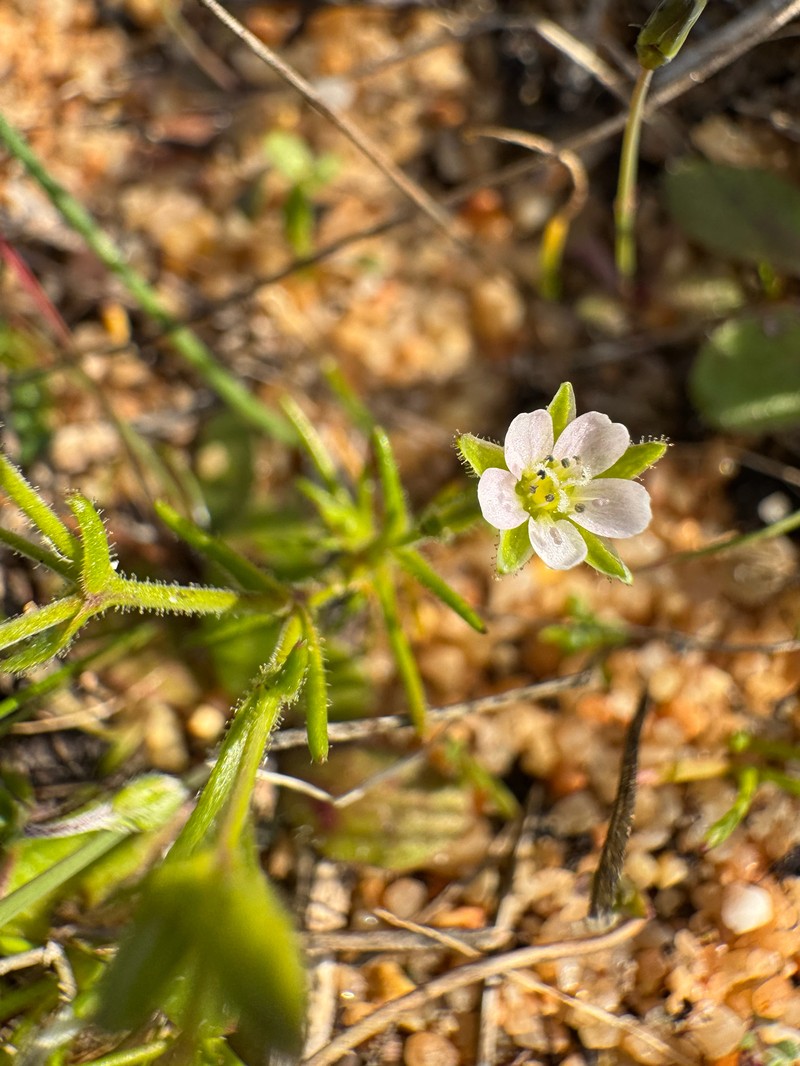 Arenaria conica photo 2