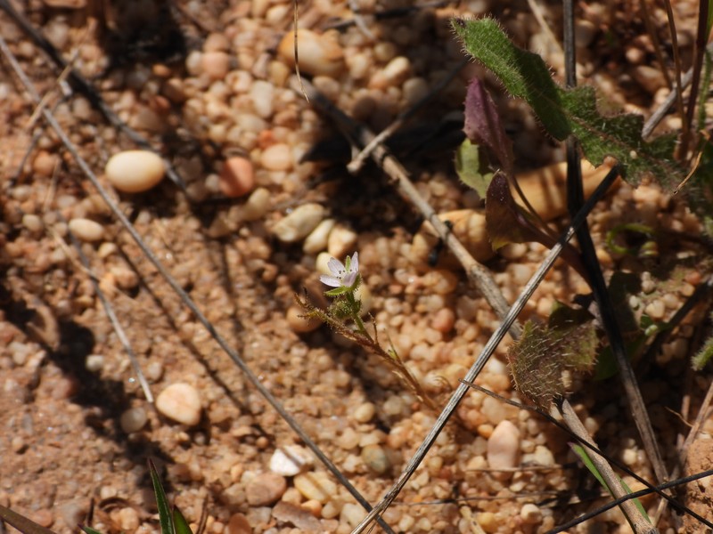 Arenaria conica photo 3