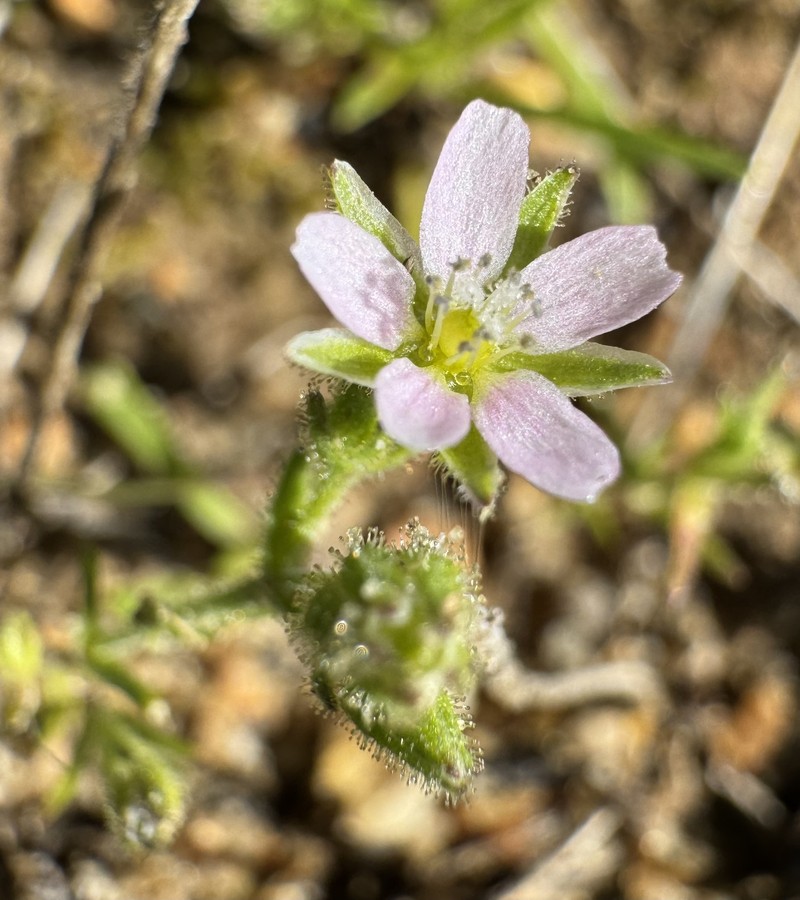 Arenaria conica photo 4