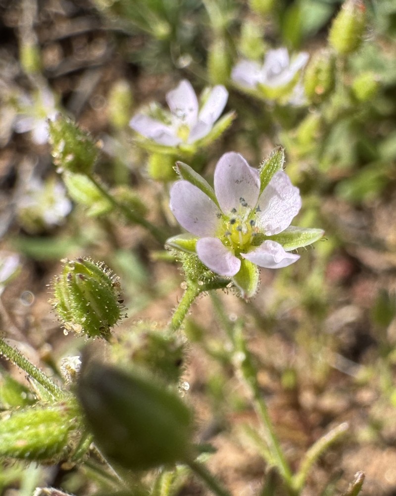 Arenaria conica photo 5
