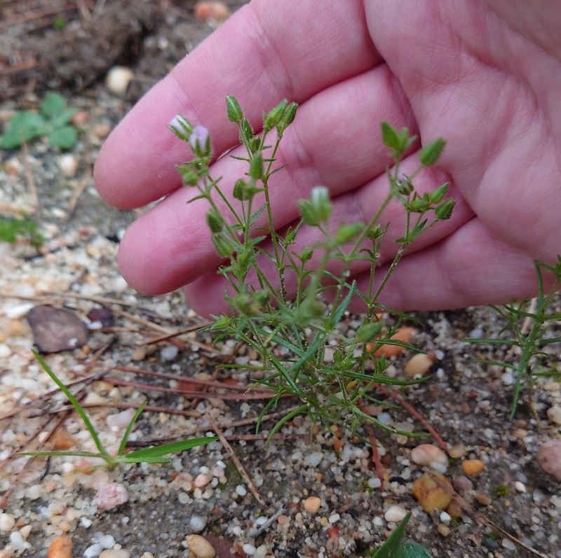 Arenaria conica photo 6