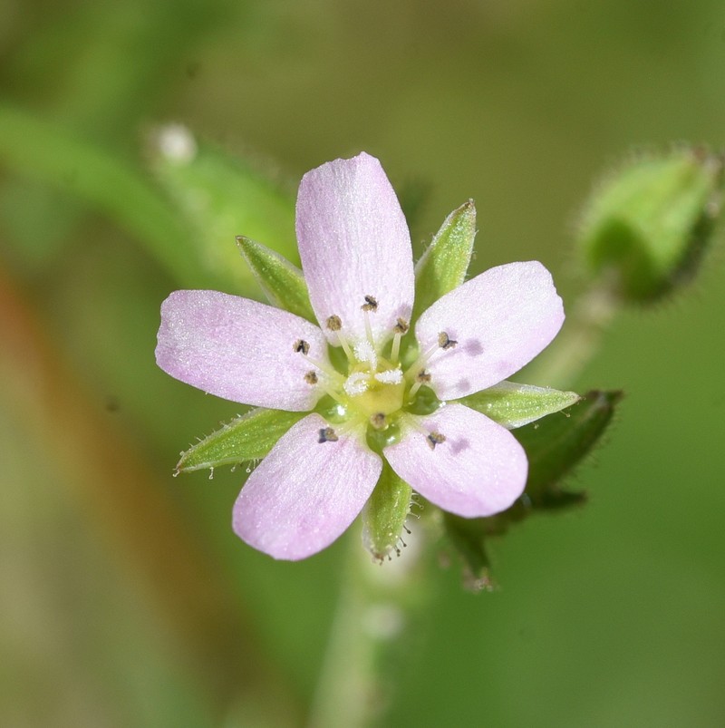 Arenaria conica photo 7