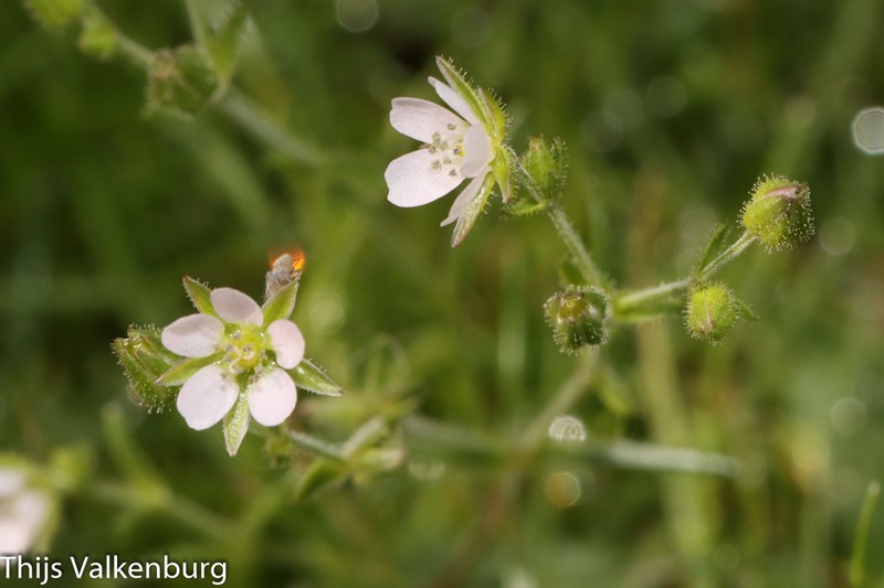 Arenaria conica photo 8