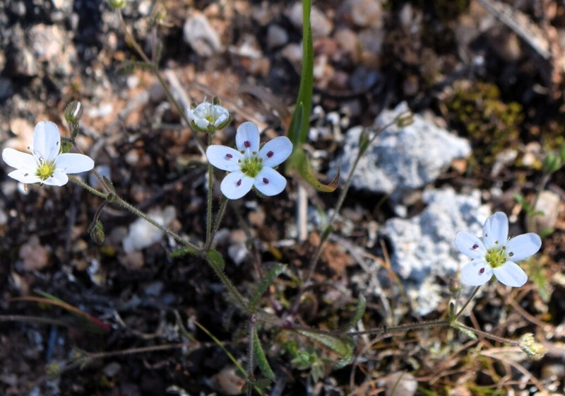 Arenaria conimbricensis