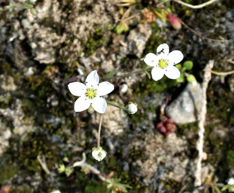 Arenaria conimbricensis photo 2