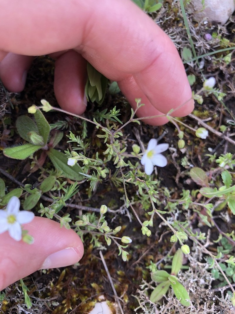 Arenaria conimbricensis photo 3