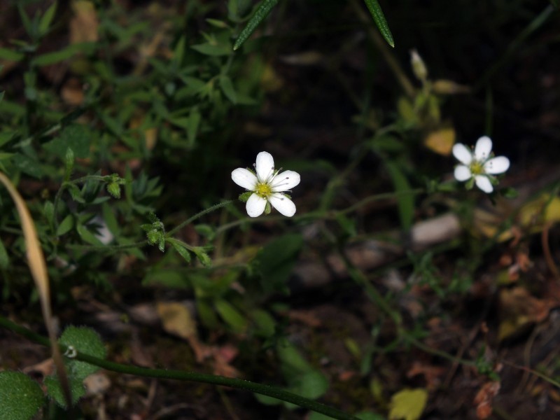 Arenaria conimbricensis photo 4
