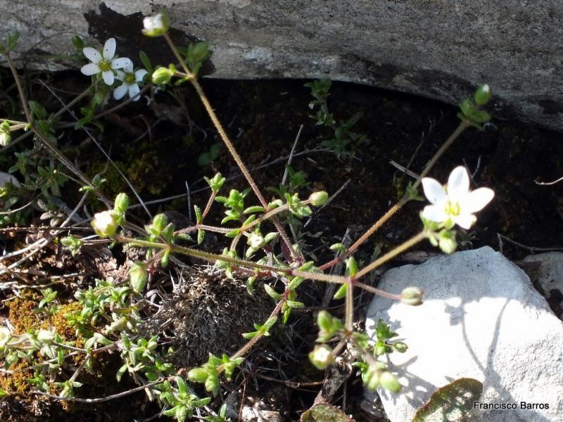 Arenaria conimbricensis photo 5