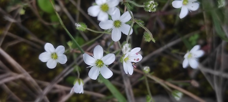 Arenaria conimbricensis photo 6