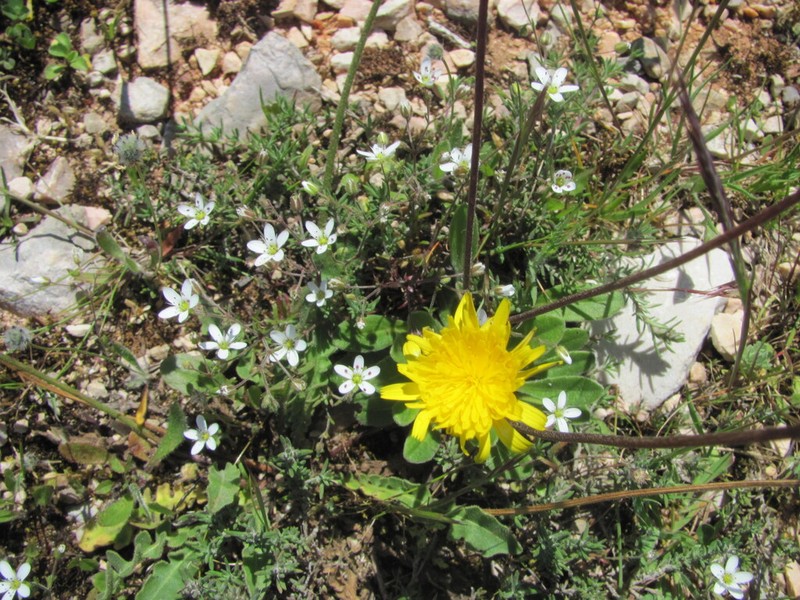 Arenaria conimbricensis photo 7