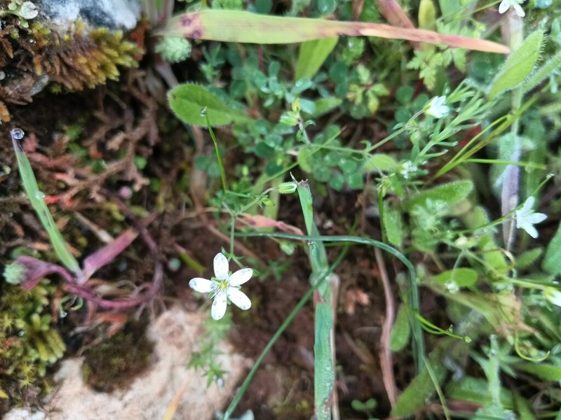 Arenaria conimbricensis photo 8