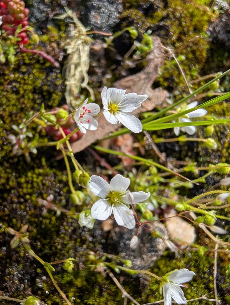 Arenaria conimbricensis subsp. conimbricensis
