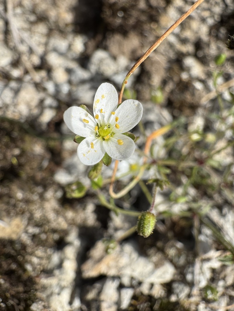 Arenaria conimbricensis subsp. conimbricensis photo 2