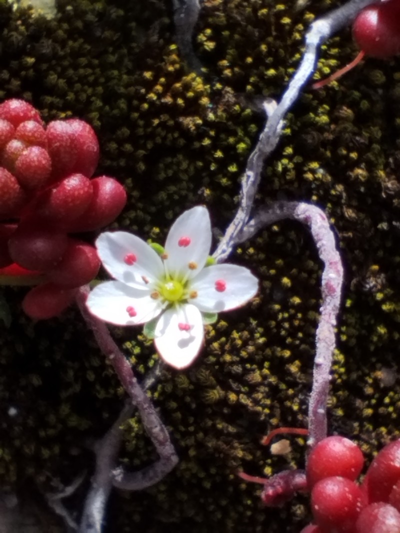 Arenaria conimbricensis subsp. conimbricensis photo 3