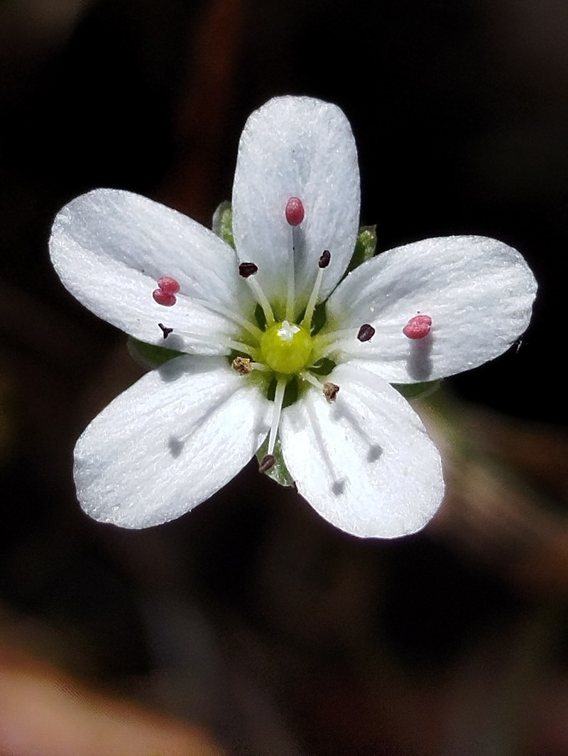 Arenaria conimbricensis subsp. conimbricensis photo 4