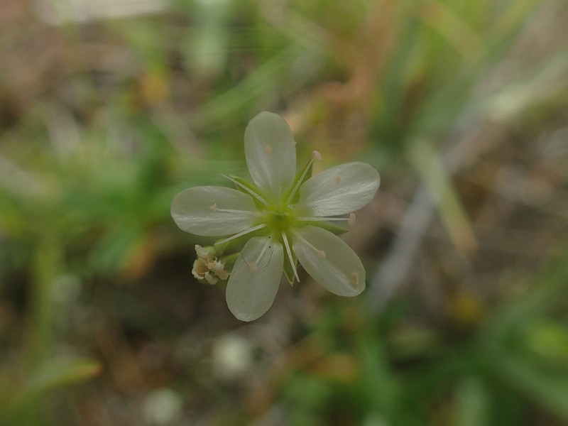 Arenaria controversa