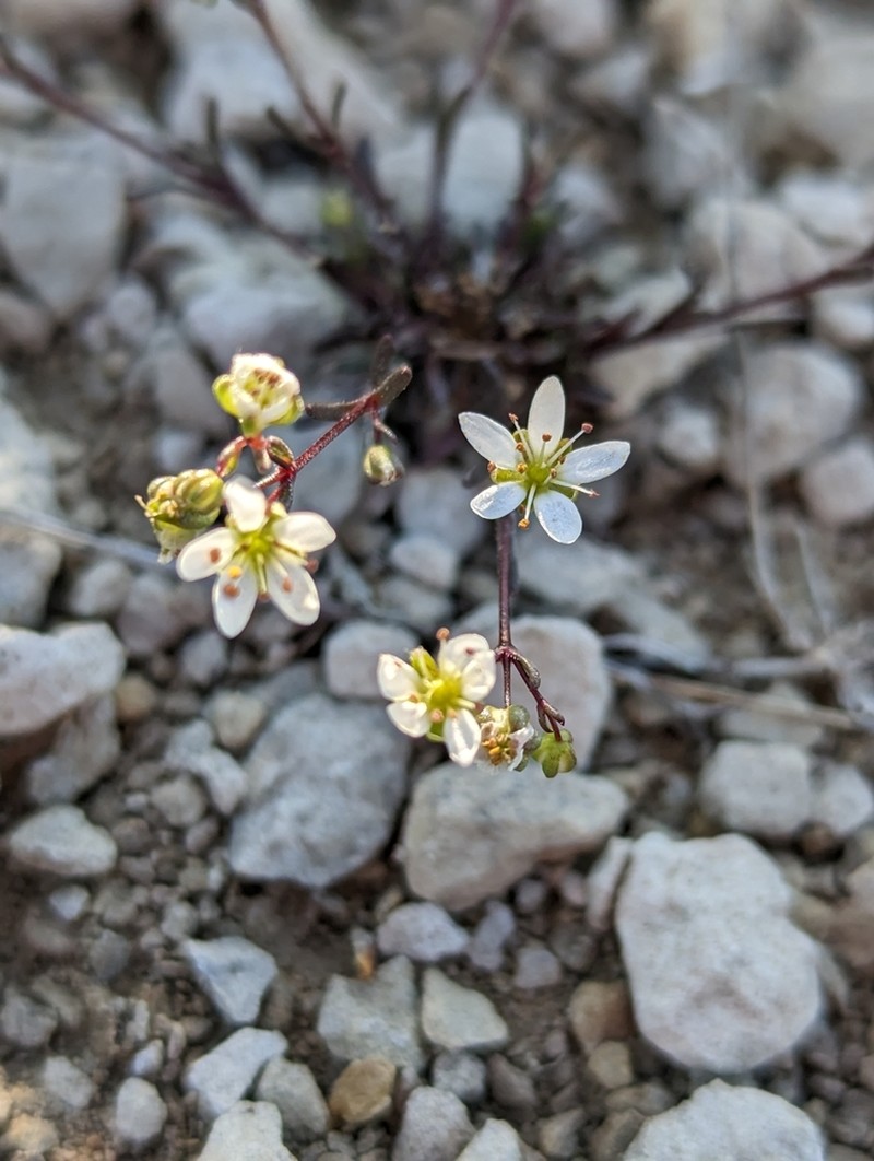 Arenaria controversa photo 2