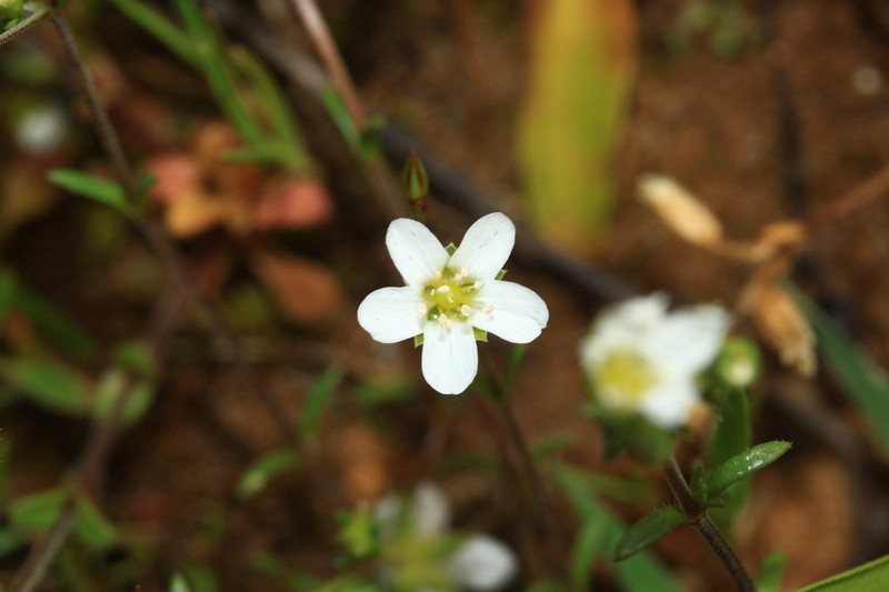 Arenaria controversa photo 3