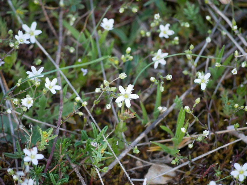Arenaria controversa photo 4