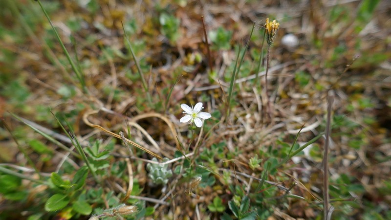 Arenaria controversa photo 5