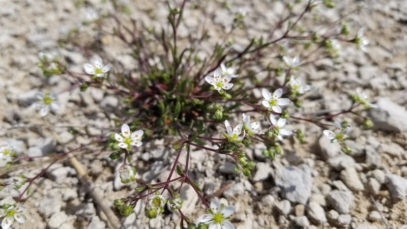 Arenaria controversa photo 6