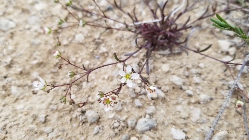 Arenaria controversa photo 7