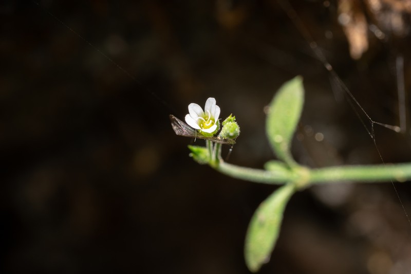 Arenaria deflexa
