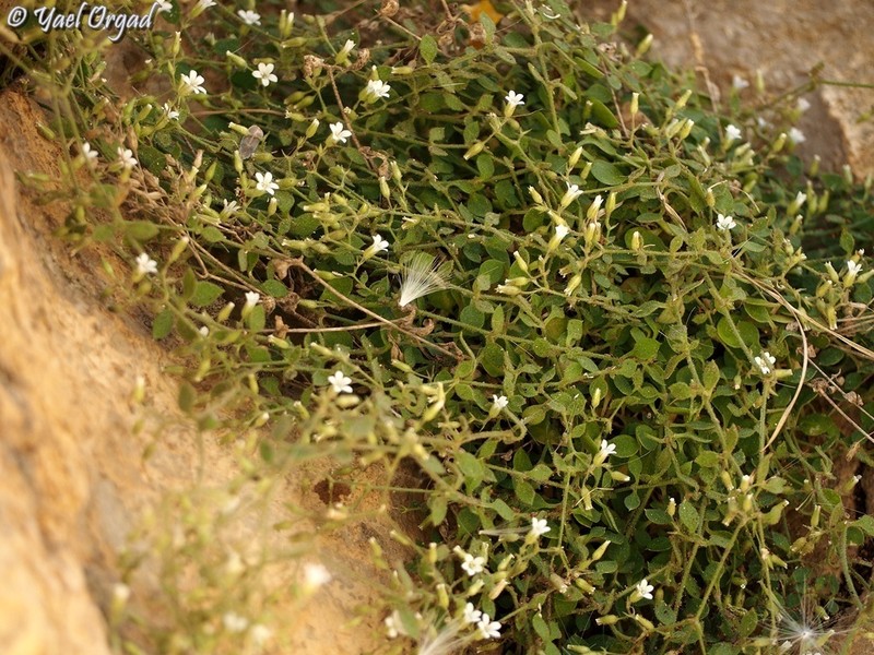 Arenaria deflexa photo 2