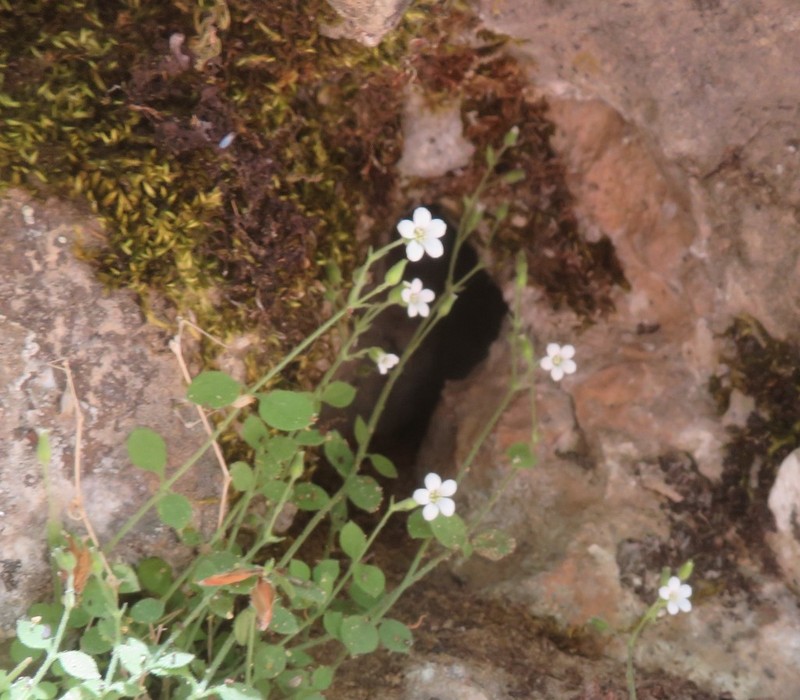 Arenaria deflexa photo 3