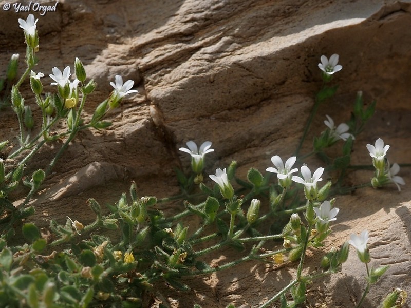 Arenaria deflexa photo 4
