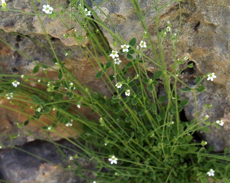 Arenaria deflexa photo 5