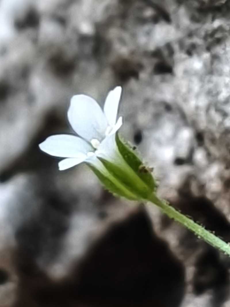 Arenaria deflexa photo 6