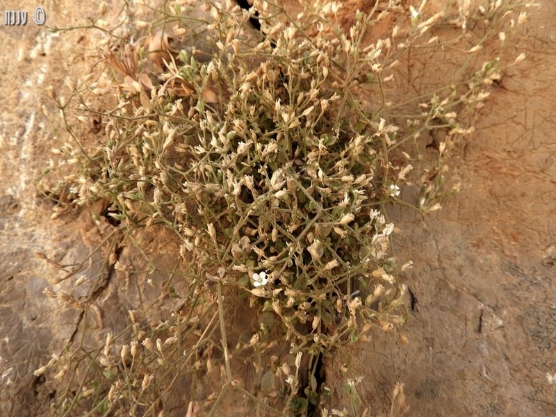 Arenaria deflexa photo 7