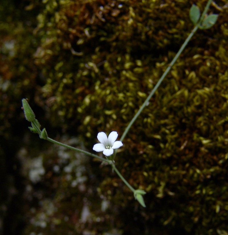 Arenaria deflexa photo 8