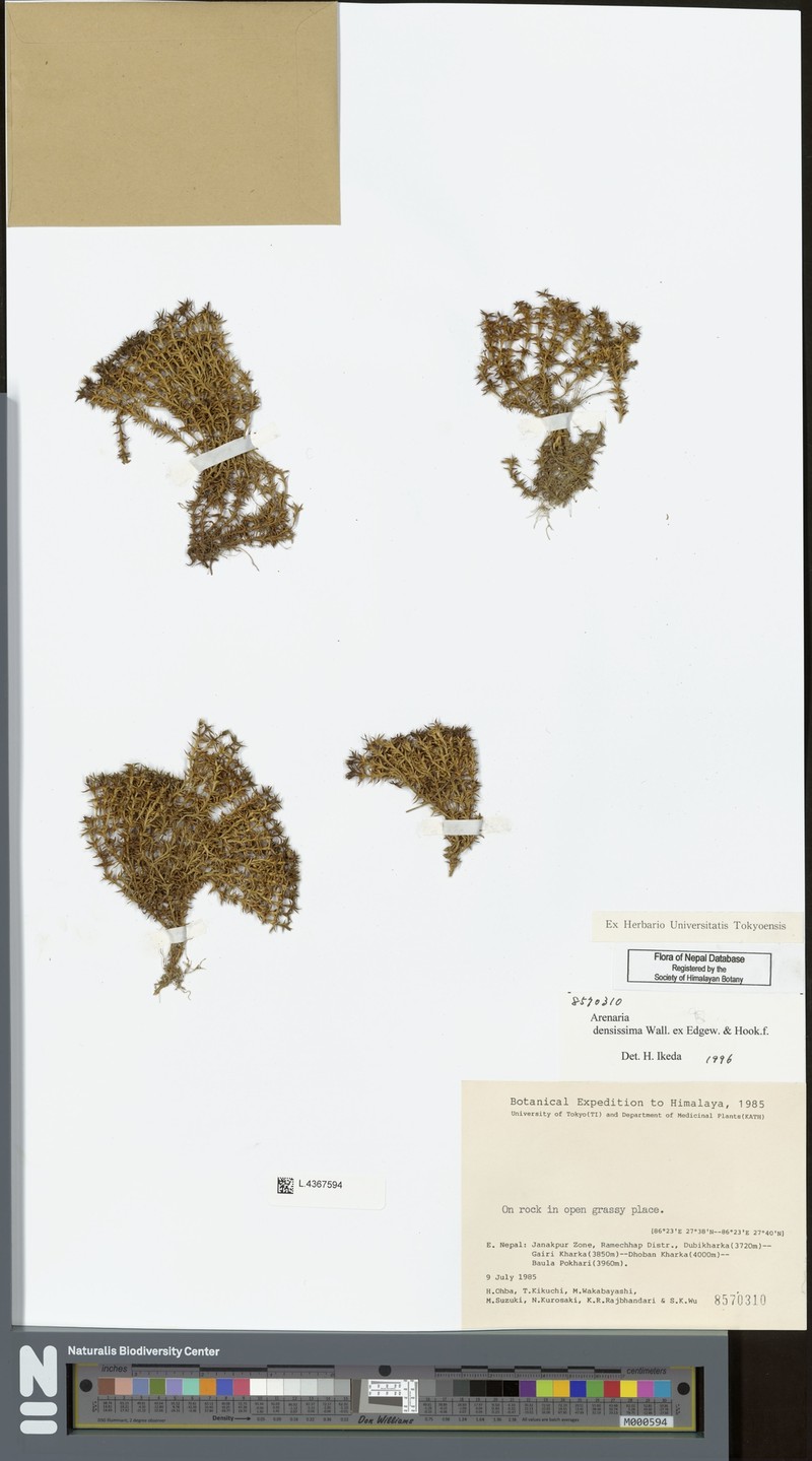 Arenaria densissima photo 2