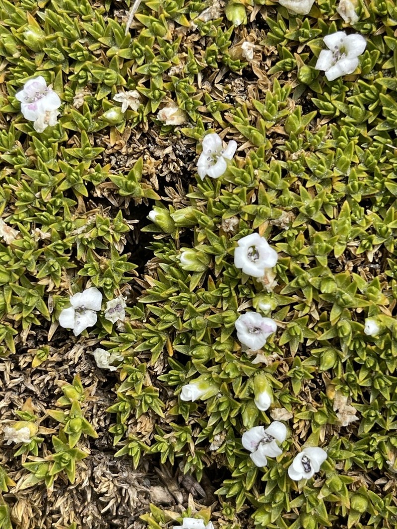 Arenaria dicranoides