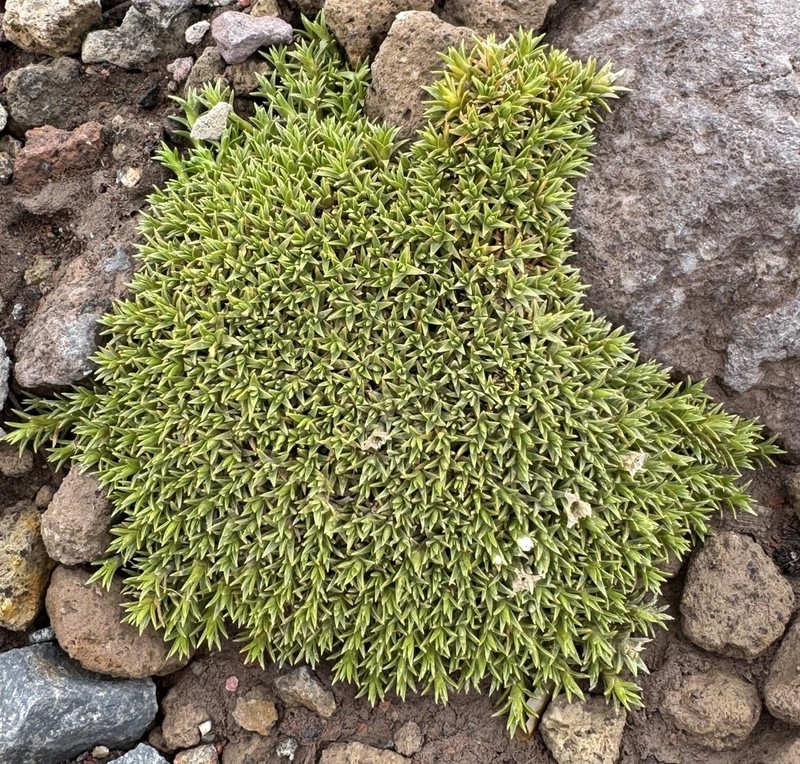 Arenaria dicranoides photo 2