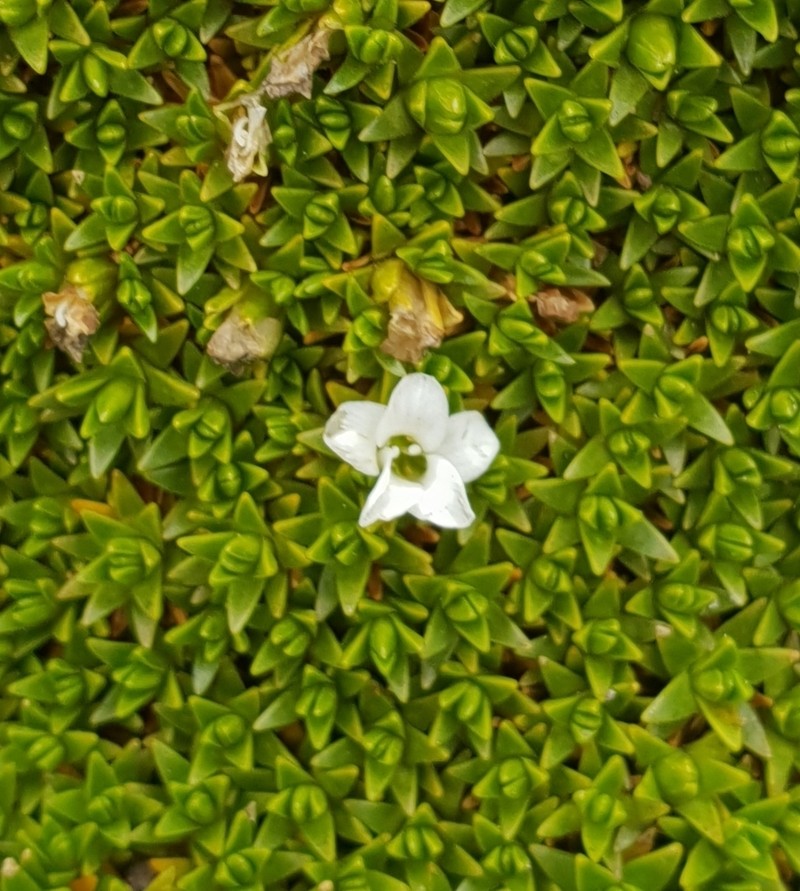 Arenaria dicranoides photo 3