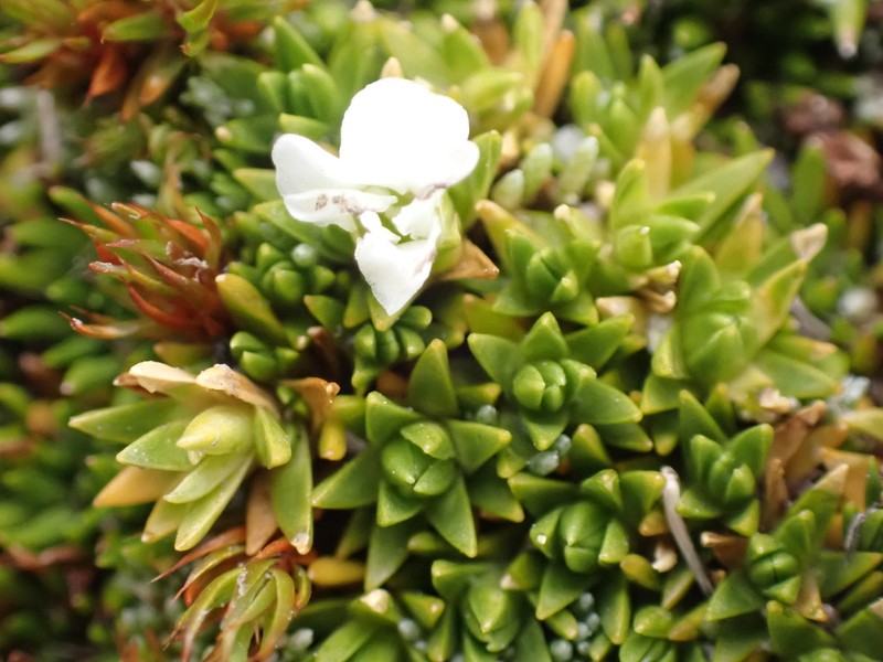 Arenaria dicranoides photo 4