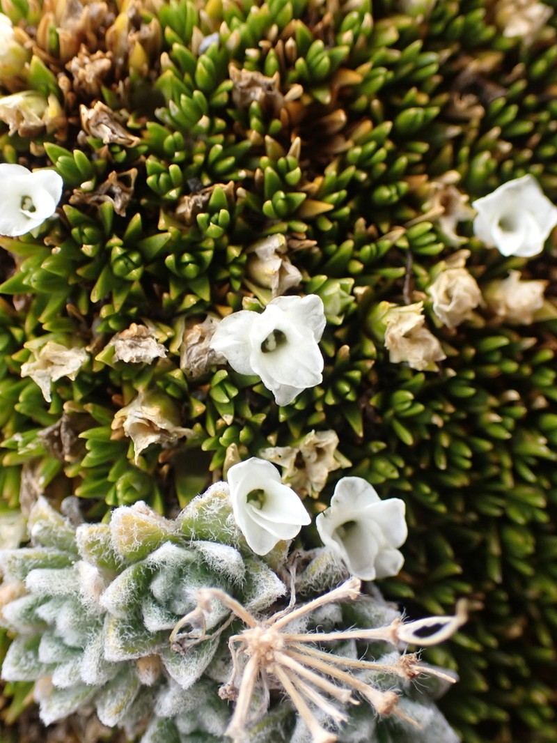 Arenaria dicranoides photo 5