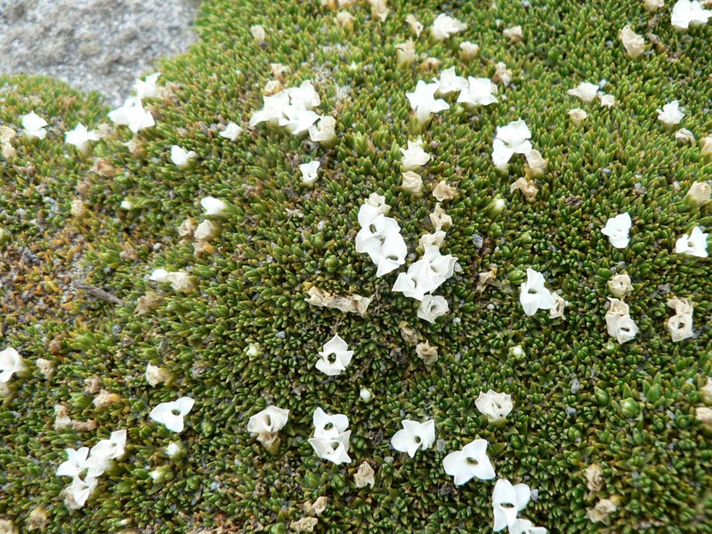 Arenaria dicranoides photo 6