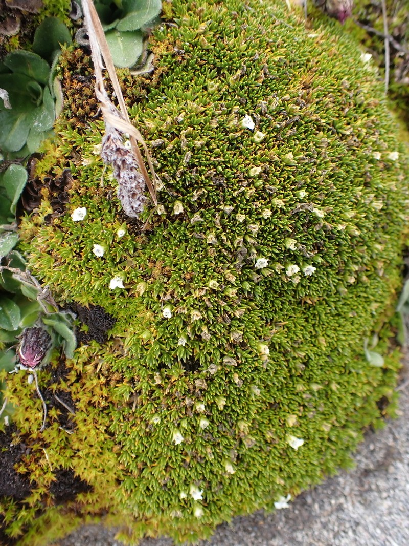 Arenaria dicranoides photo 7