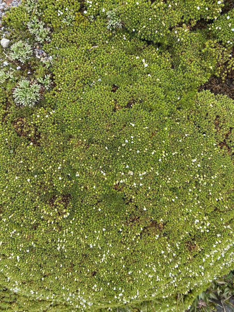 Arenaria dicranoides photo 8