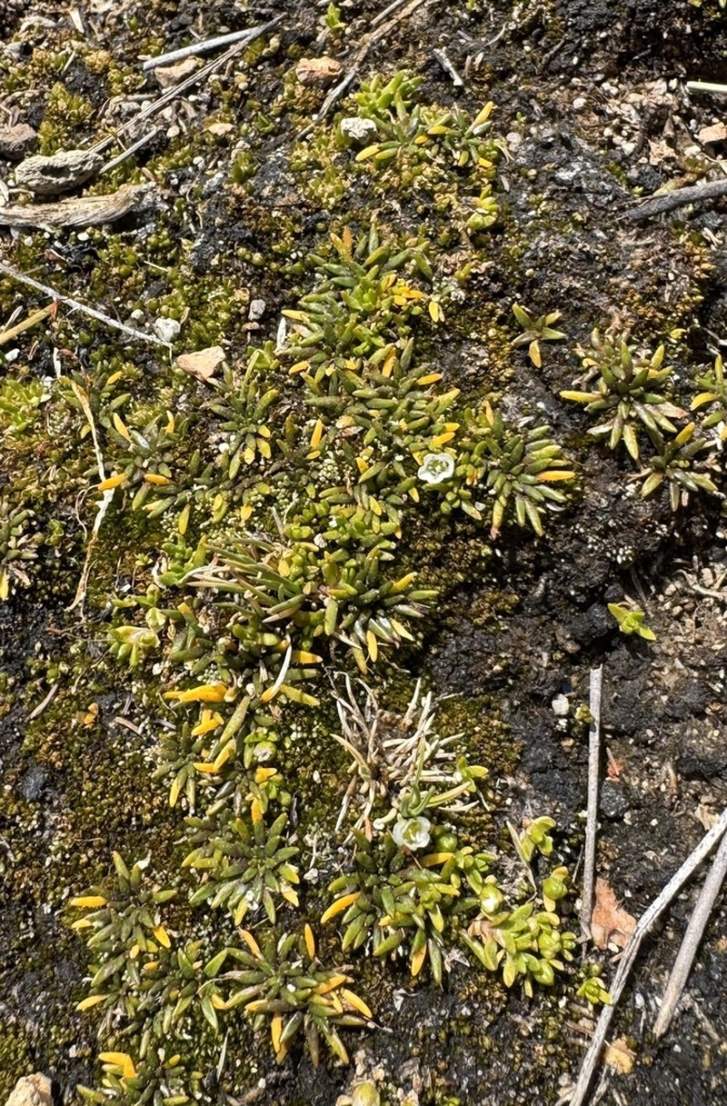 Arenaria digyna