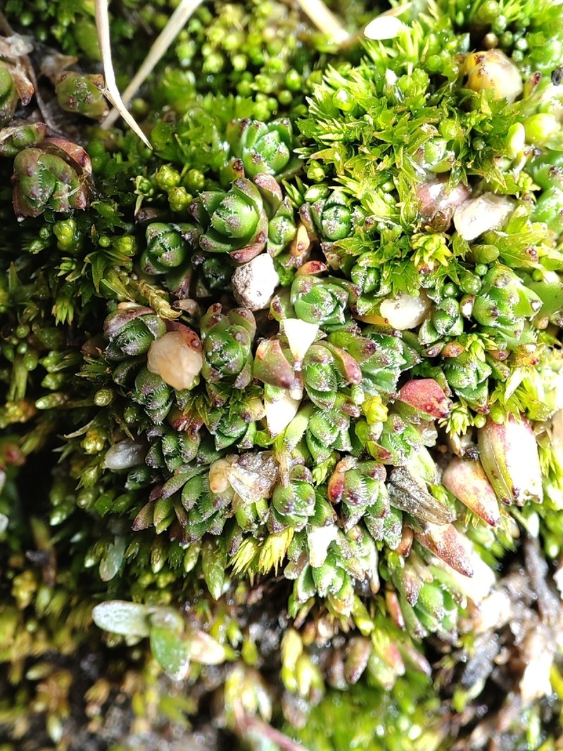 Arenaria digyna photo 2